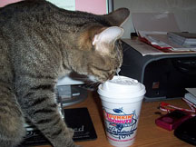 Not an iced coffee, but an example of how much both my cat and I run on Dunkin'. And why it's weird to go in their as a Bills fan.